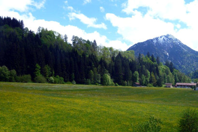 Bild mit Wald und Wiese hinter dem Haus